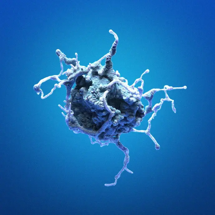 Human Dermal Fibroblast - Adult (HDF-Ad)